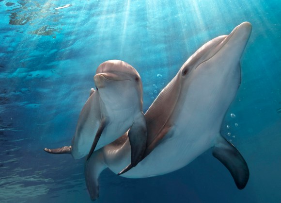 DOLPHIN TALE 2