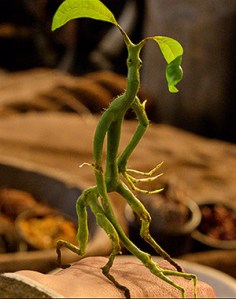 FANTASTIC BEASTS AND WHERE TO FIND THEM