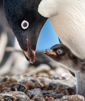 Disneynature "Penguins"